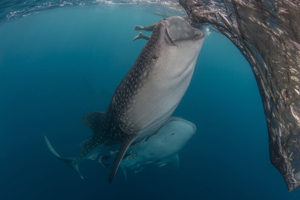 Pair of whale sharks sucking at fishing nets for scraps of fish Canvas Art - Mathieu MeurStocktrek Images (34 x 23)