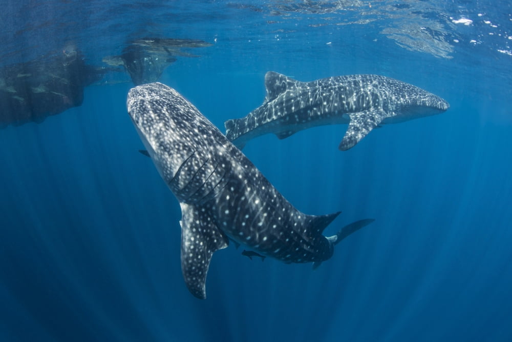 Pair of whale sharks swimming around near the surface Canvas Art - Mathieu MeurStocktrek Images (17 x 12)