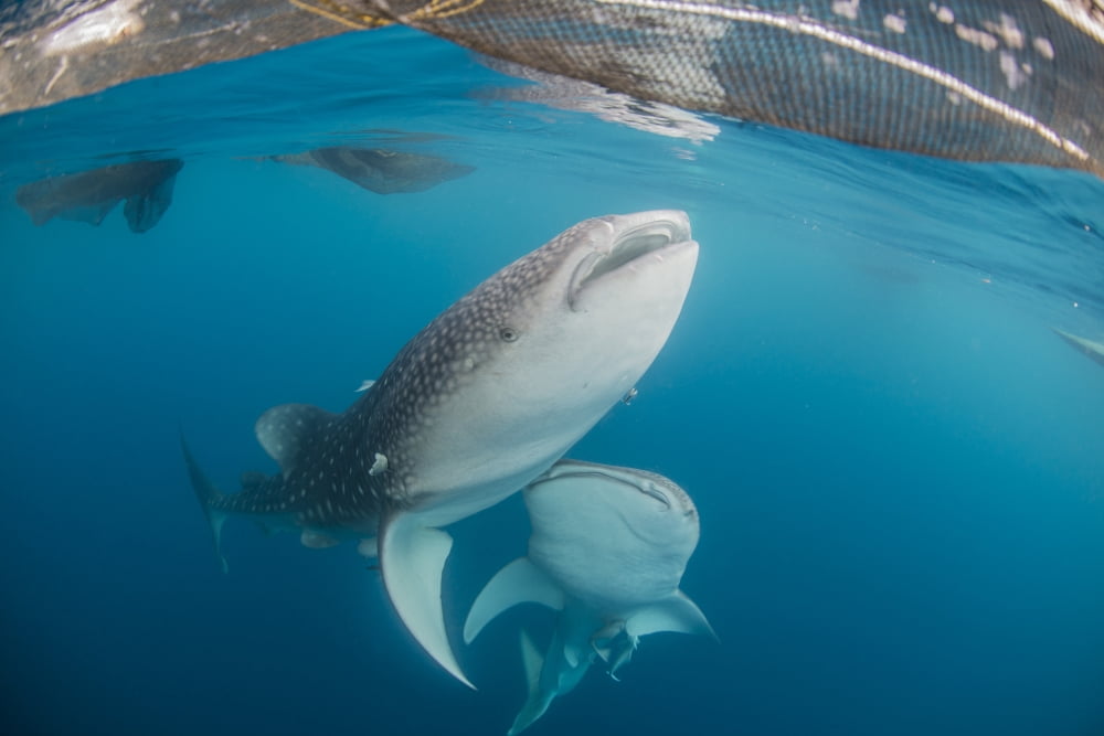 Pair of whale sharks swimming around near the surface under fishing nets Canvas Art - Mathieu MeurStocktrek Images (17 x 12)