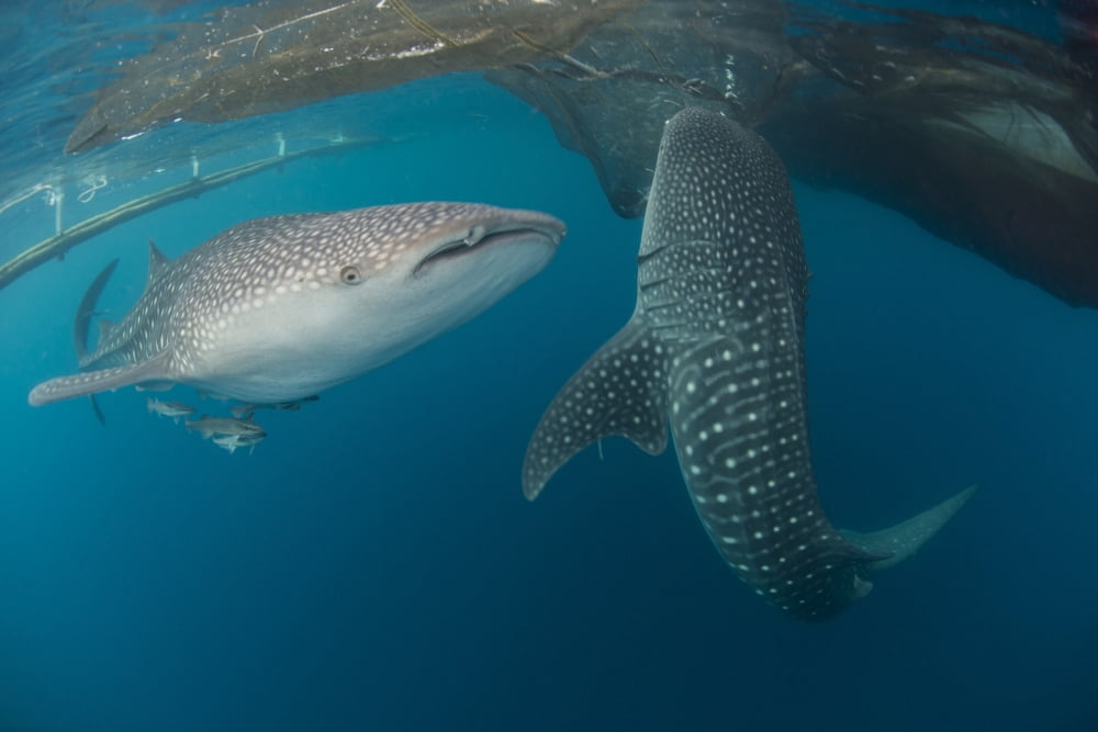 Pair of whale sharks swimming around near the surface under fishing nets Canvas Art - Mathieu MeurStocktrek Images (17 x 12)