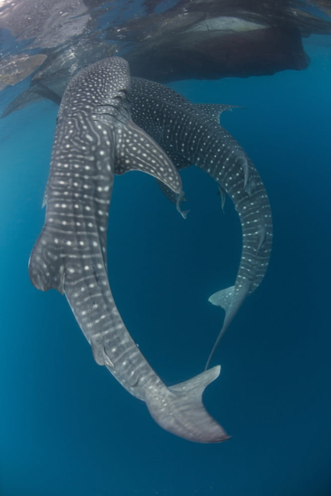 Pair of whale sharks swimming around near the surface under fishing nets Canvas Art - Mathieu MeurStocktrek Images (23 x 34)
