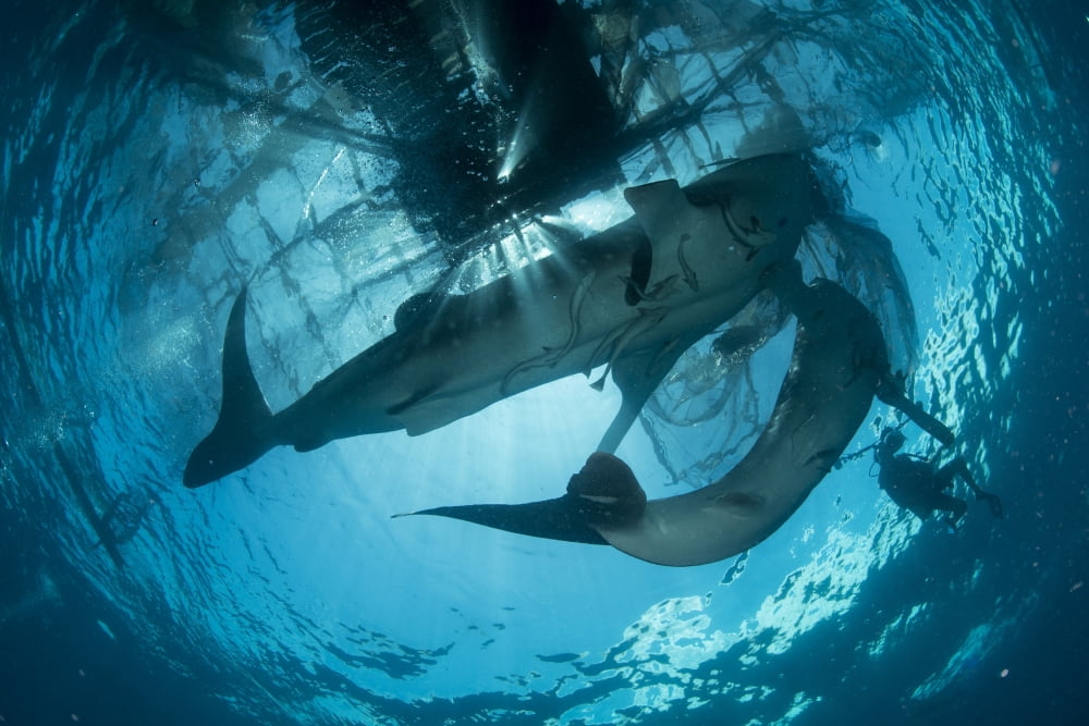 Pair of whale sharks swimming up to the surface silhouetted against the sun Canvas Art - Mathieu MeurStocktrek Images (34 x 23)