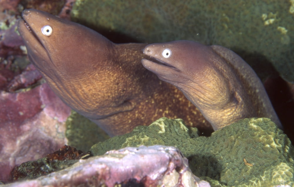 Pair of white spotted moray eels Thailand Canvas Art - Beverly FactorStocktrek Images (35 x 23)