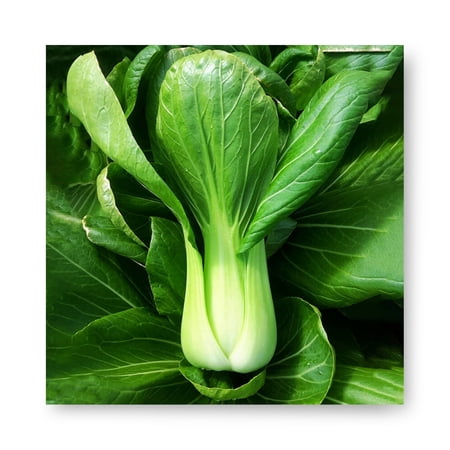 Harris Seeds Pak Choi Raichu F1, Upright Green Bok Choy for Summer Growing, 1,000 Count