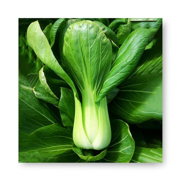 Harris Seeds Pak Choi Raichu F1, Upright Green Bok Choy for Summer Growing, 1,000 Count