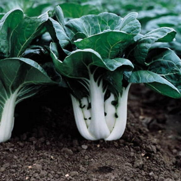 Pak Choi Seeds - Joi Choi Variety Pak Choi Seeds - Non-GMO - 50 Seeds
