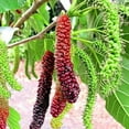 Pakistan Mulberry Plant Live for Planting 6 to 8 Inch Tall, Long ...