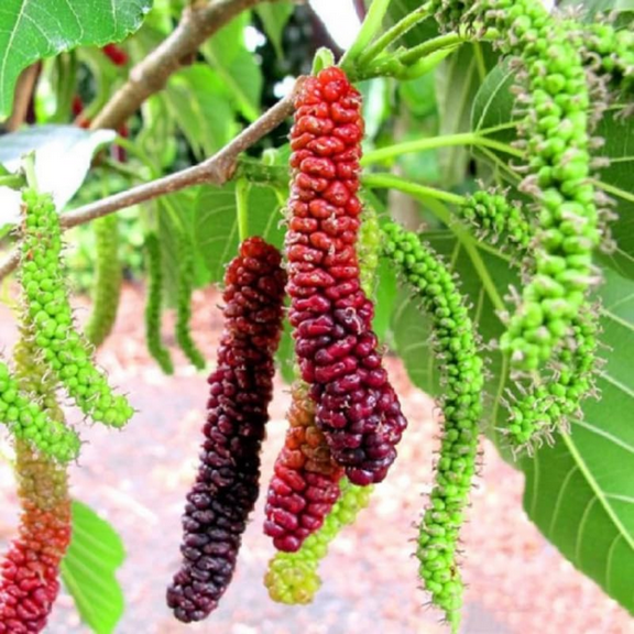 Pakistan Mulberry Plant, Long Mulberry Fruit Tree Live Plant, Indoor Outdoor Planting, 4 to 7 Inches