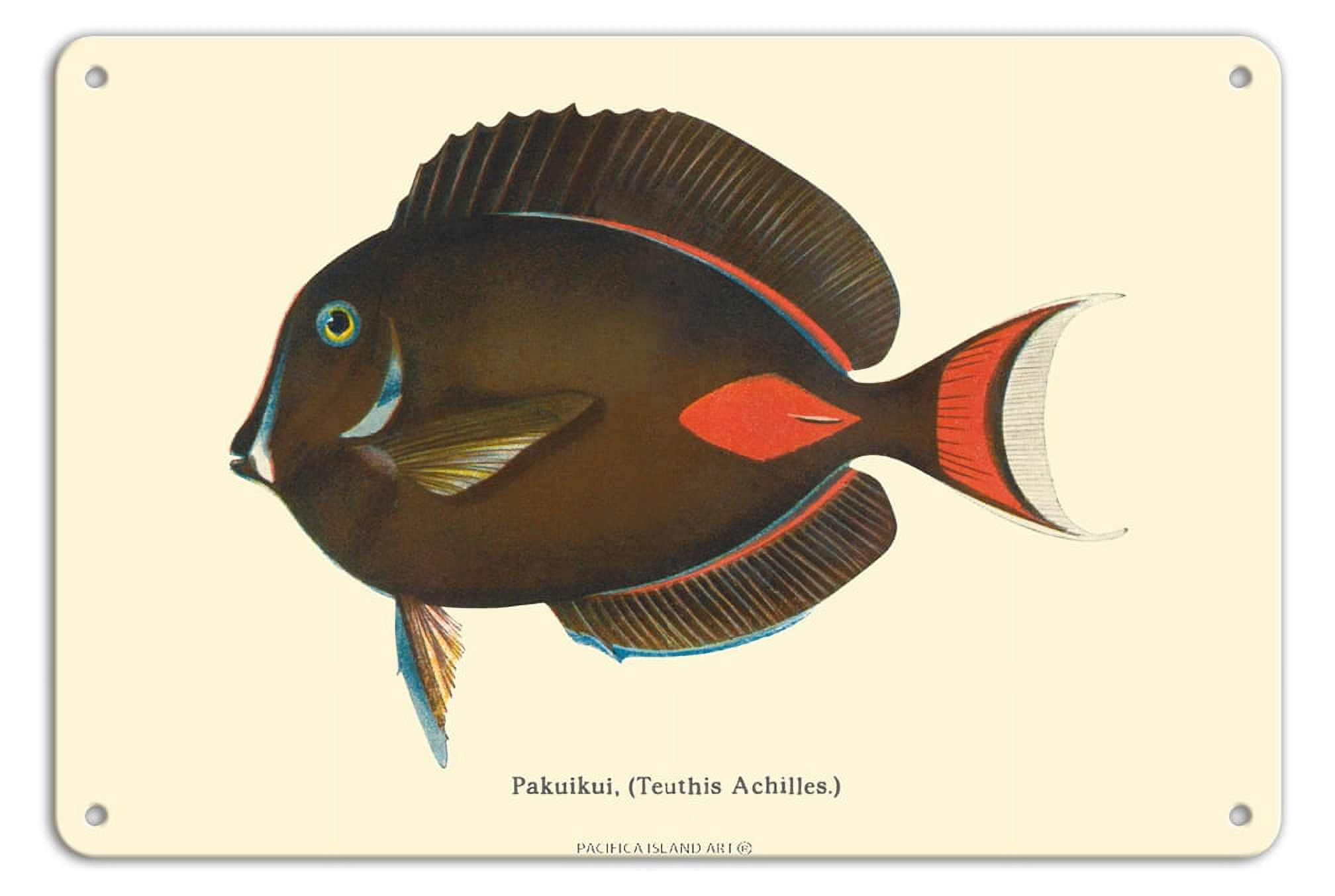Pakuikui (Teuthis Achilles) - Achilles Tang Fish - from Fishes of ...