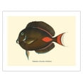 thumbnail image 1 of Pakuikui (Teuthis Achilles) - Achilles Tang Fish - from Fishes of Hawaii - Vintage Hawaiian Color Postcard c.1905 - Bamboo Fine Art 290gsm Paper (Unframed) 17x22in, 1 of 4