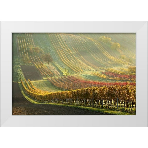 Pakutina, Anna 32x23 White Modern Wood Framed Museum Art Print Titled - Autumn Vineyards