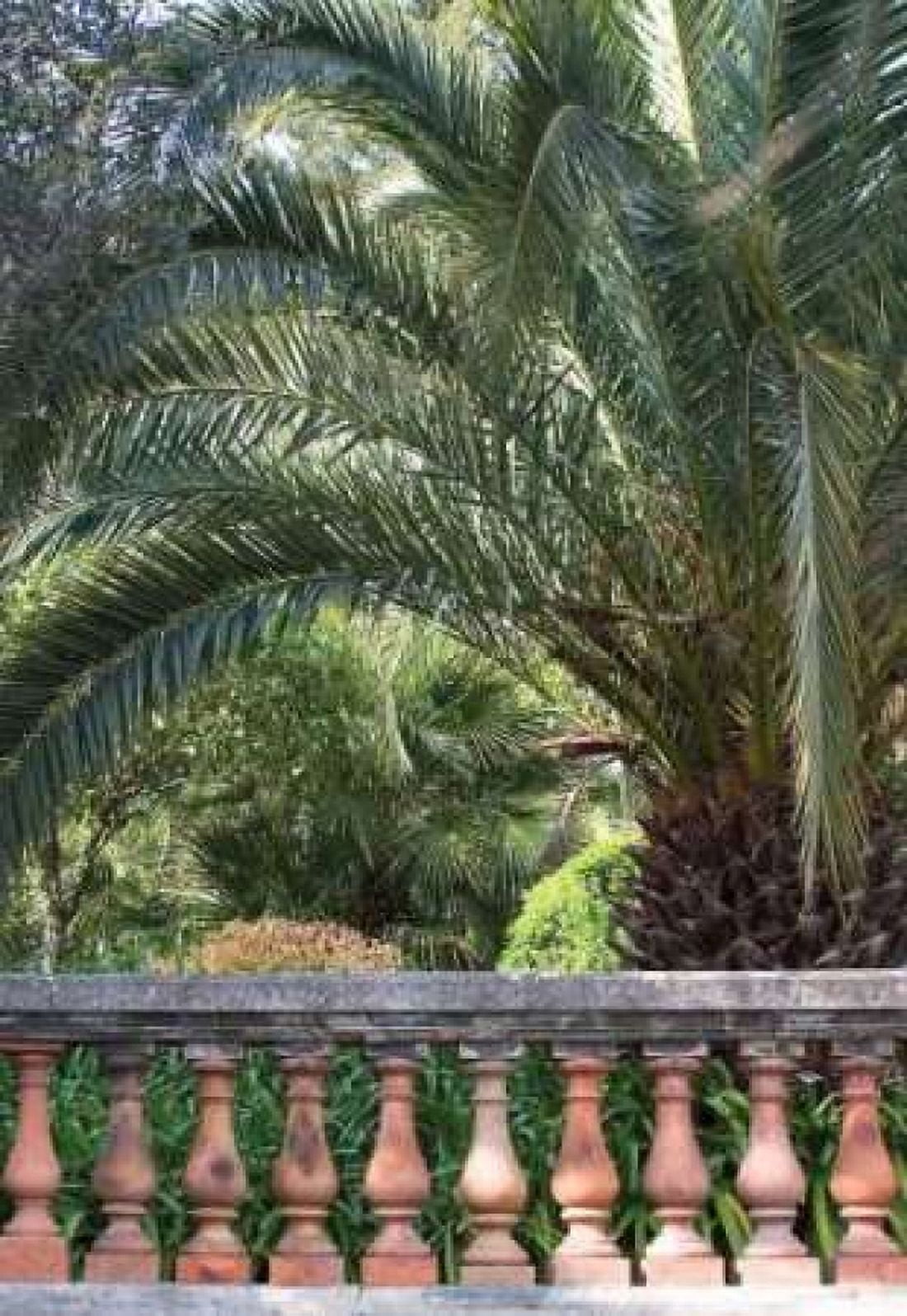Palace Garden Palms II Canvas Art - Rita Crane (24 x 36)