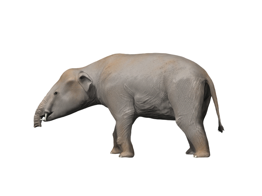 Palaeomastodon is a proboscidian from the Oligocene epoch Canvas Art - Nobumichi TamuraStocktrek Images (17 x 13)