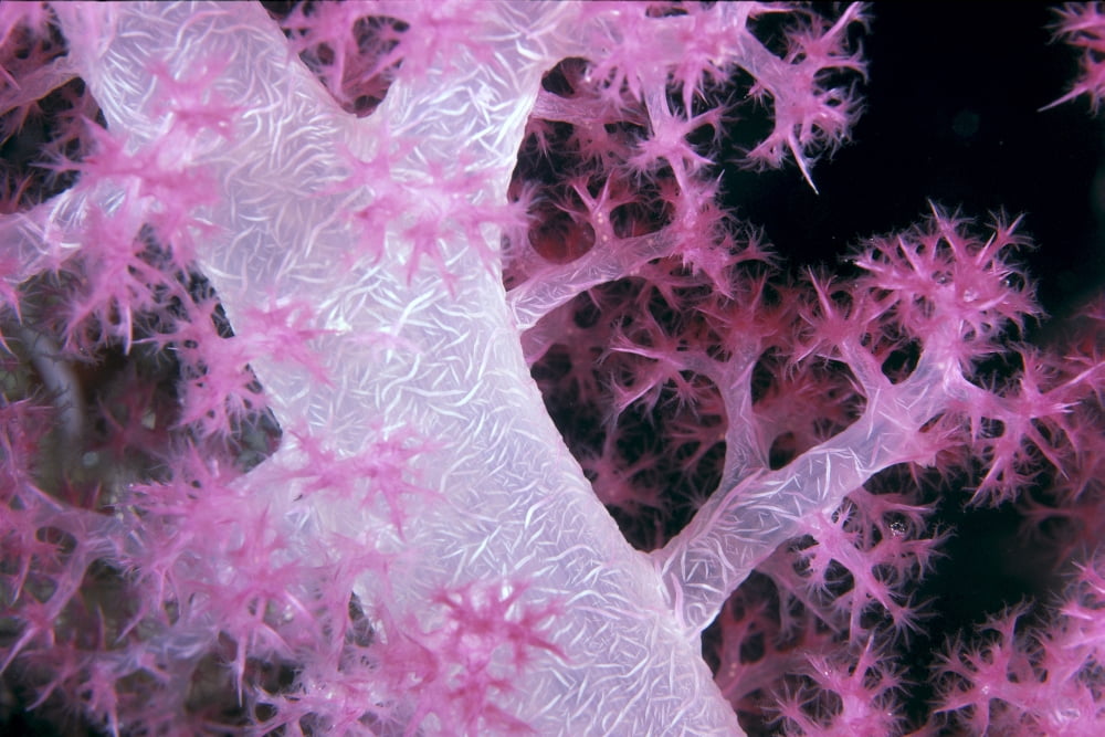 Palau Alcyonarian Coral Pink Detail Black Background Canvas Art - Dave Fleetham Design Pics (38 x 24)