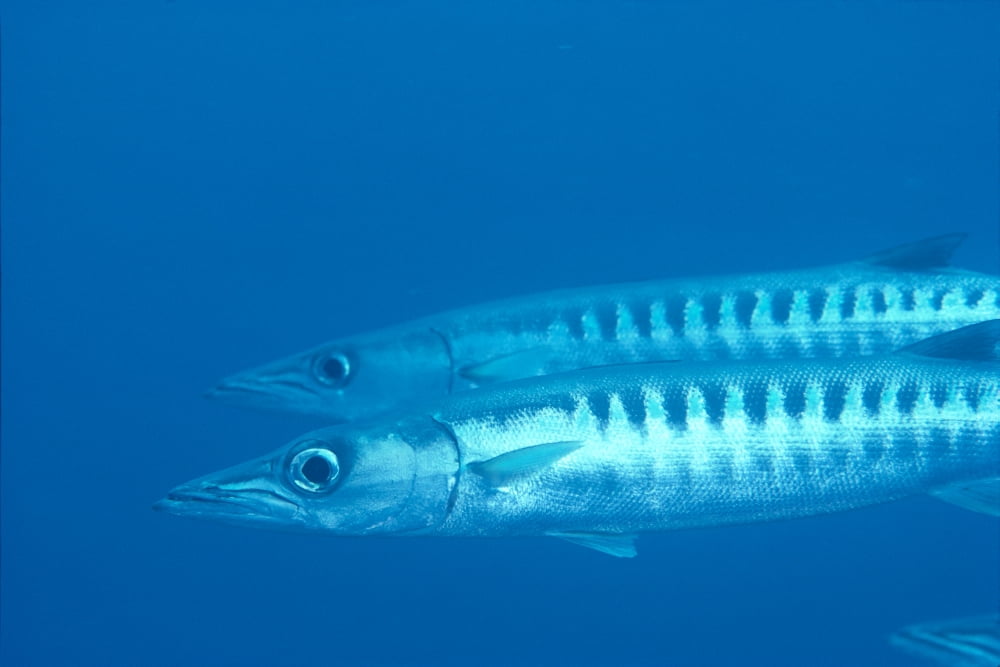 Palau Barracuda Pair Side View In Clear Blue Ocean Canvas Art - Ed Robinson Design Pics (19 x 12)