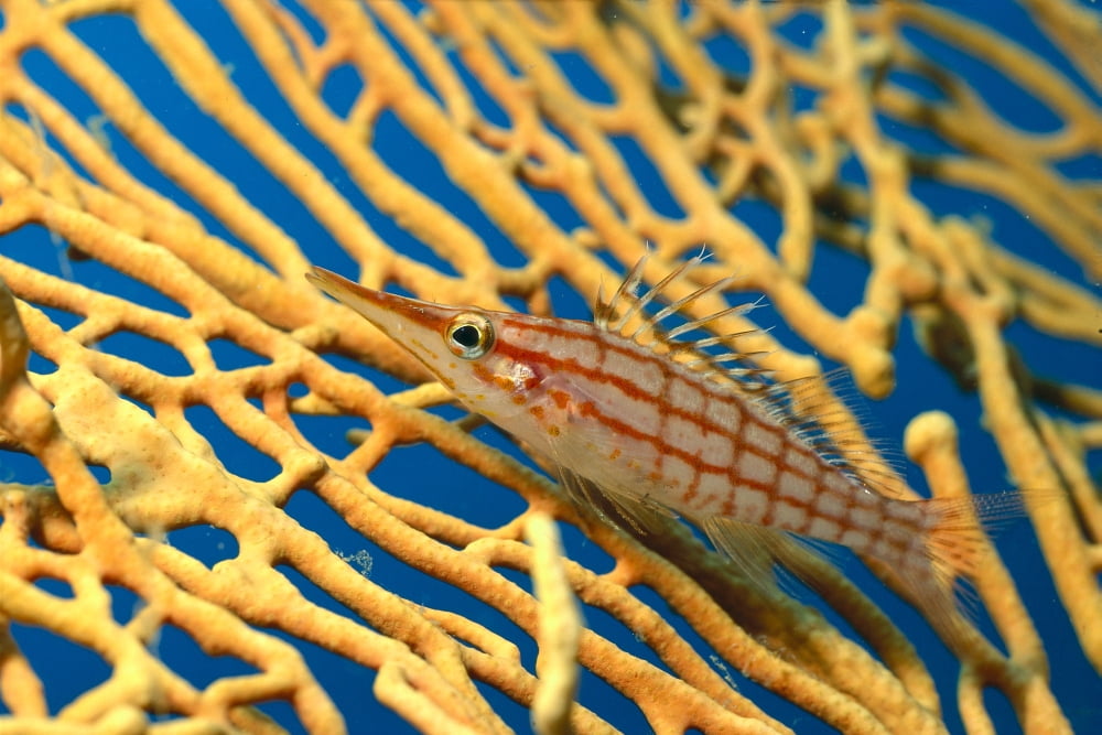 Palau Longnose Hawkfish On Yellow Sea Fan A84D Canvas Art - Steve Rosenberg Design Pics (38 x 24)