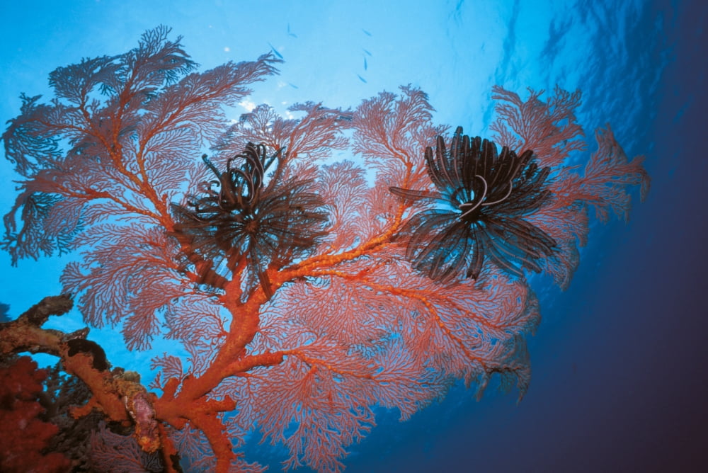 Palau Sea Fans Feather Stars (Gorgonacea Crinoidea) Canvas Art - Ed Robinson Design Pics (34 x 22)
