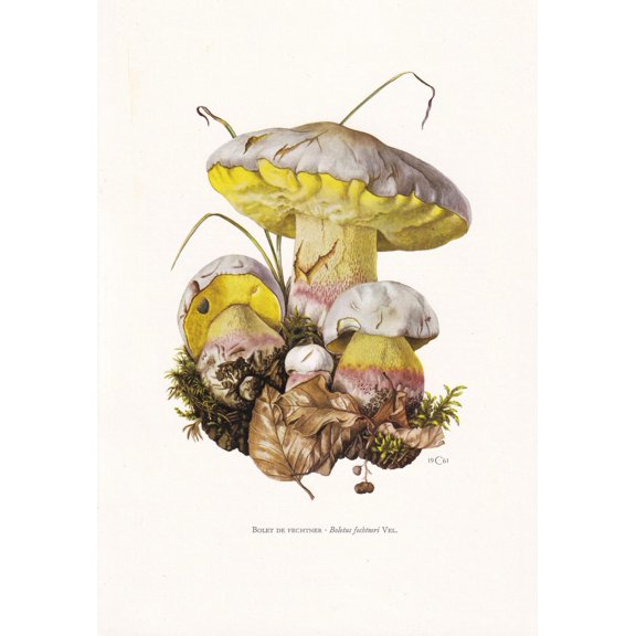 Pale Bolete Mushroom Print, Unframed Paper Poster 8x10in