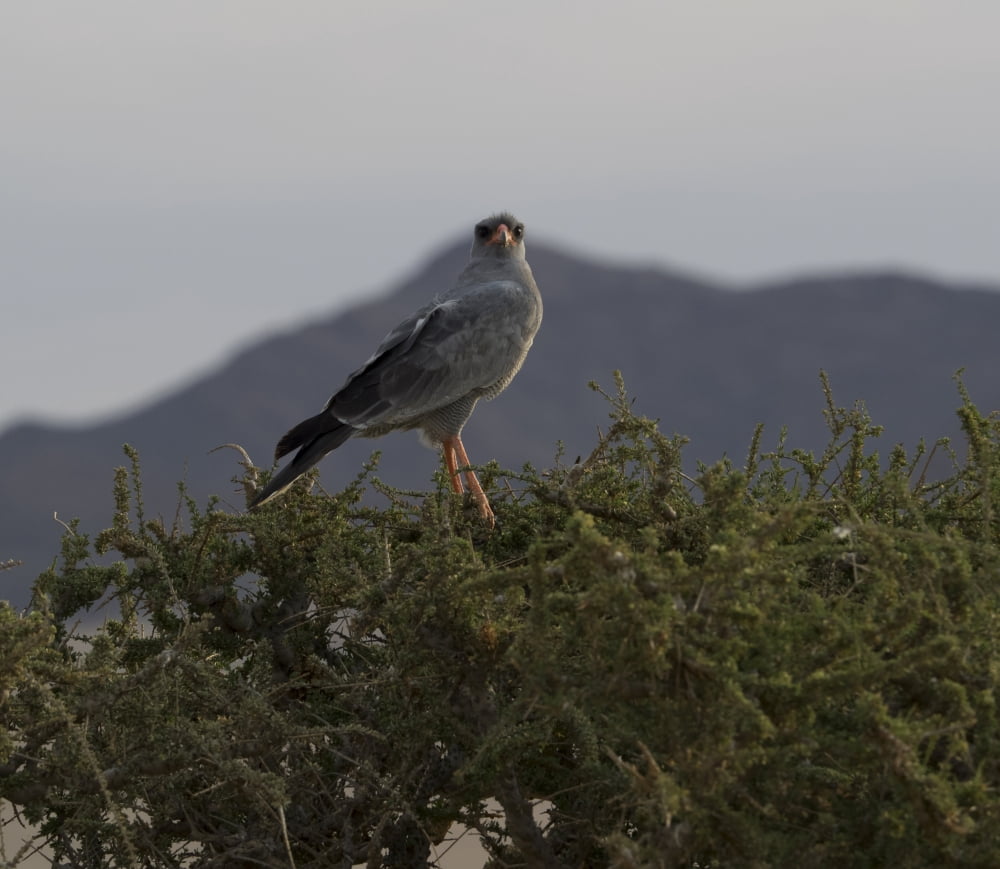 Pale Chanting Goshawk (Melierax canorus) perching on a tree Namib-Naukluft National Park Hardap Namibia Canvas Art - Panoramic Images (24 x 24)