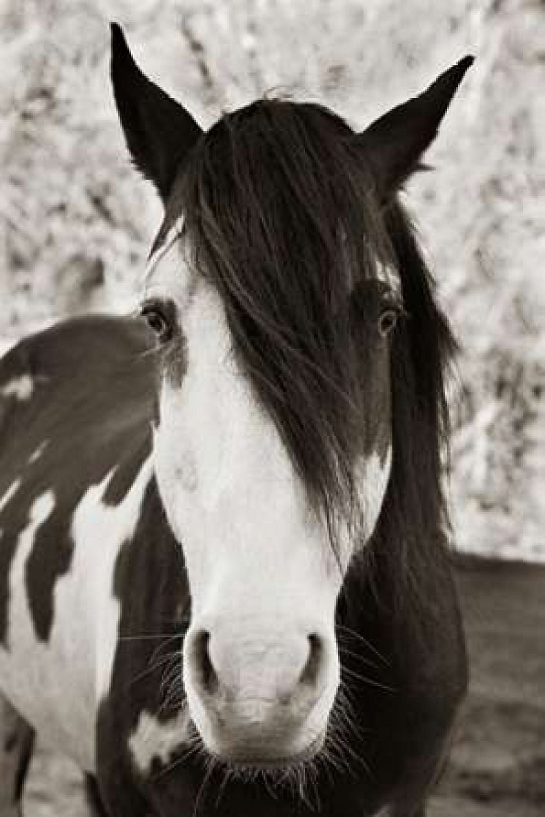 Pale Eyed Stallion Canvas Art - Traer Scott (24 x 36)