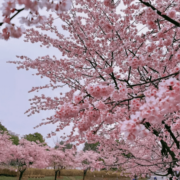 Pale Pink Flowering Cherry Tree Plant, Cherry Blossom Dormant Tree, 3 to 5 Inches in 2.5 Inches Pot for Outdoor Planting