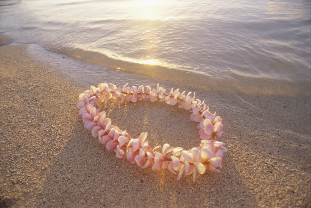 Pale Pink Plumeria Lei In Shoreline Waters With Golden Sunset Reflections Canvas Art - Mary Van de Ven Design Pics (19 x 12)