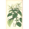 thumbnail image 1 of Pale Yellow Diastema, Diastema Ochroleuca Poster Print By ® Florilegius Mary Evans (18 X 24), 1 of 4