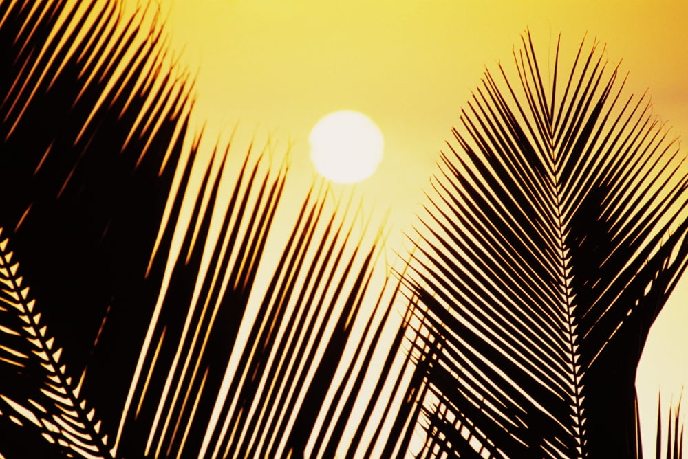 Pale Yellow Sunball Behind Palm Fronds Canvas Art - Joe Carini Design Pics (34 x 24)