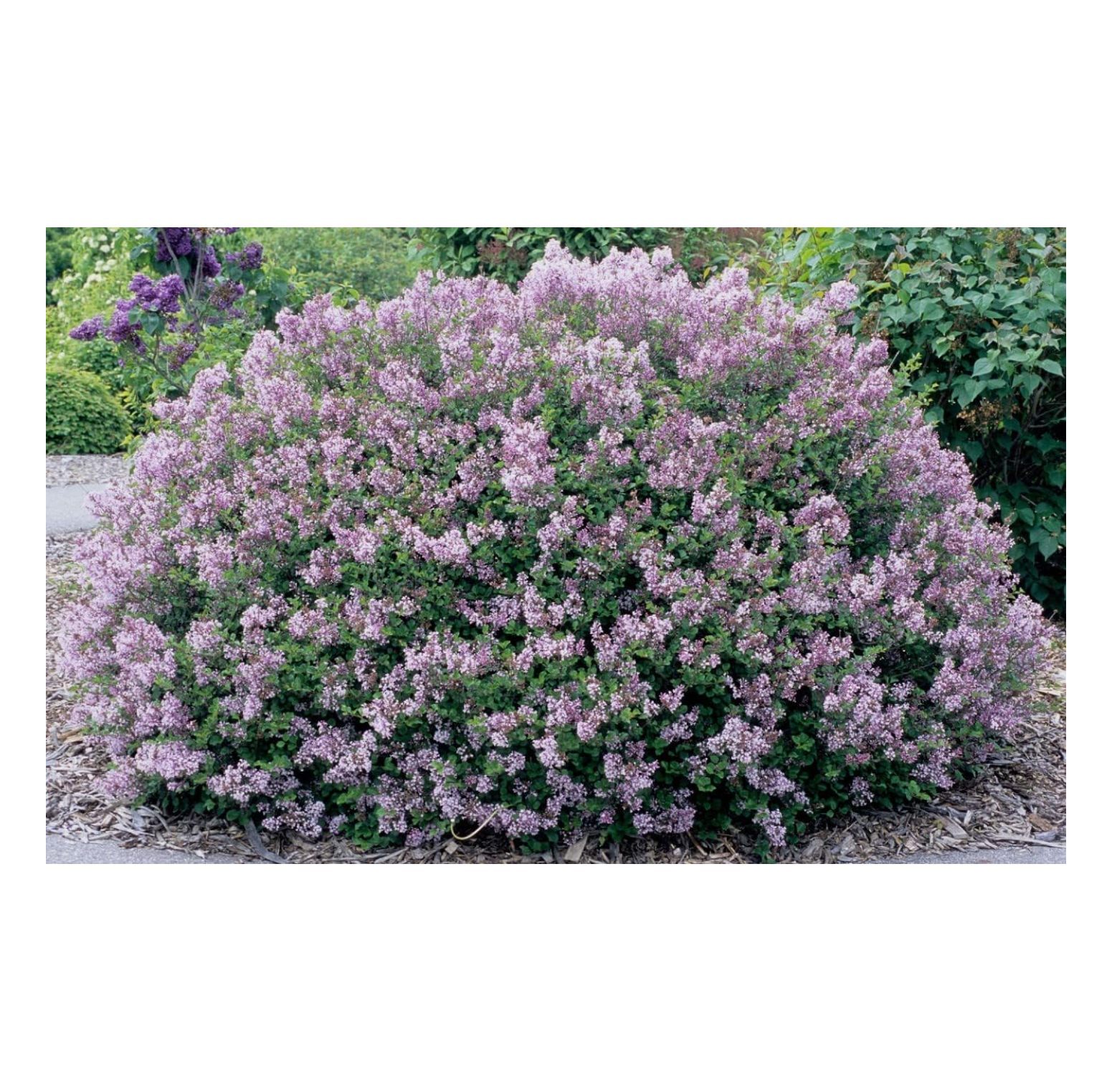Palibin Lilac Purple Flowering Shrub Live Plant Shipped 1 to 2 Feet Tall by WTYCB