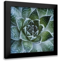 Palis 12x12 Black Modern Framed Museum Art Print Titled - Aloe Aristata
