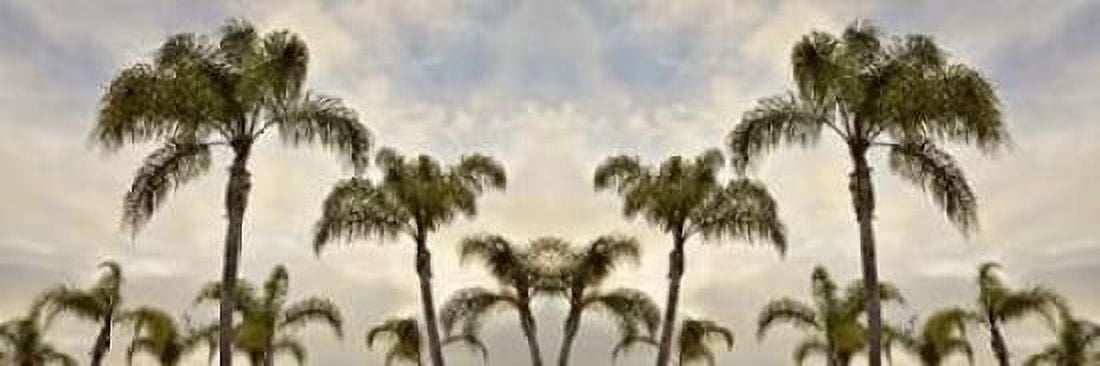 Palm Banner - 1 - Color Canvas Art - Alan Blaustein (12 x 36)