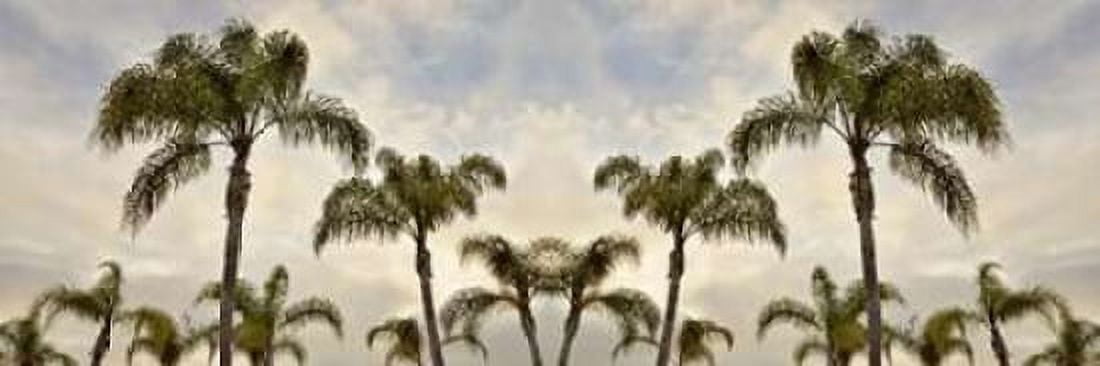 Palm Banner - 1 - Color Canvas Art - Alan Blaustein (8 x 24)