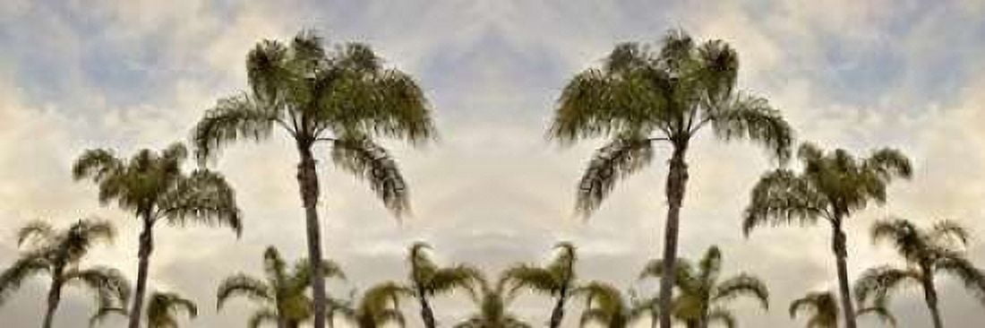 Palm Banner - 2 - Color Canvas Art - Alan Blaustein (12 x 36)
