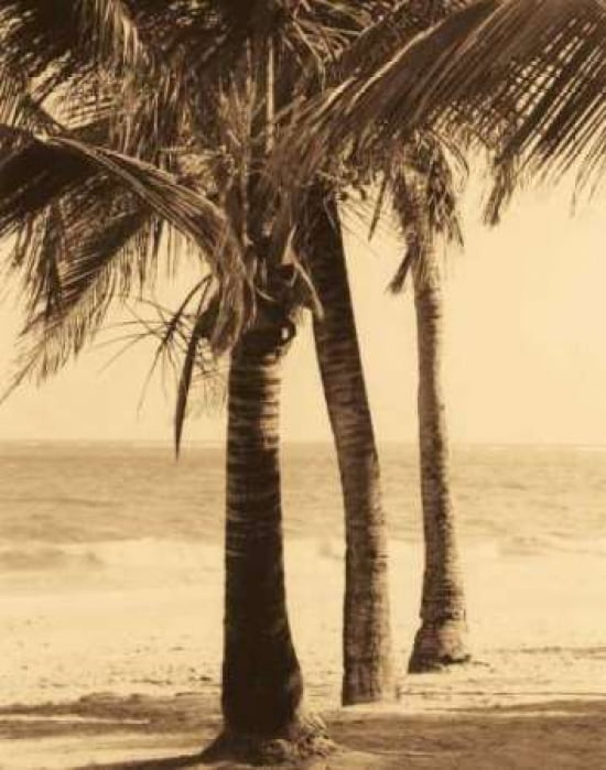 Palm Beach II Canvas Art - Dennis Kelly (22 x 28)