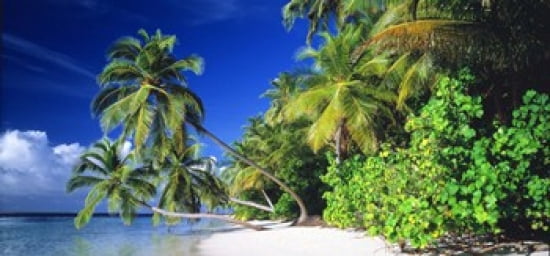 Palm Beach The Maldives Canvas Art - Panoramic Images (24 x 12)