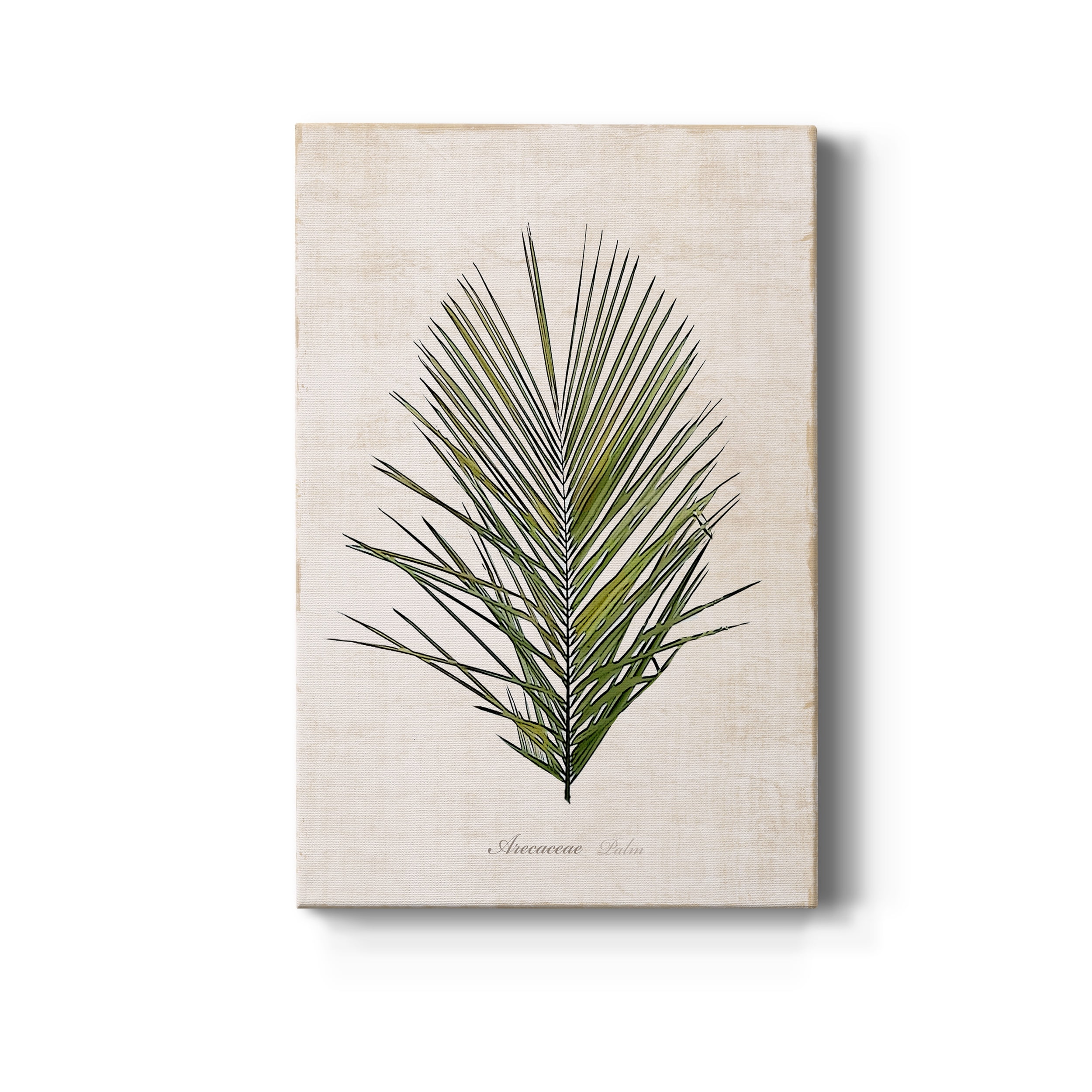 Palm Botanical I Premium Gallery Wrapped Canvas - Ready to Hang - 18 x 27