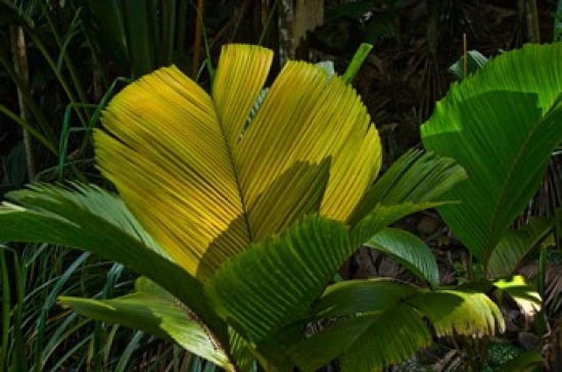 Palm Flora on Praslin Island Seychelles Canvas Art - Alison Wright DanitaDelimont (34 x 23)