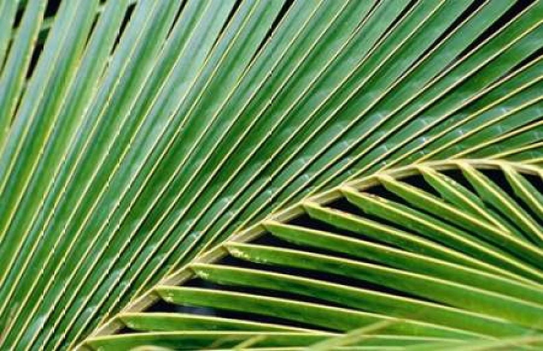 Palm Frond Canvas Art - Cyril Blue (12 x 18)