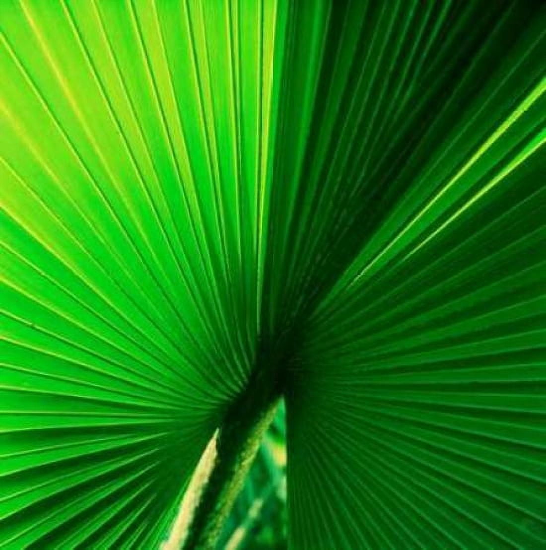 Palm Frond I Canvas Art - Bob Stefko (24 x 24)