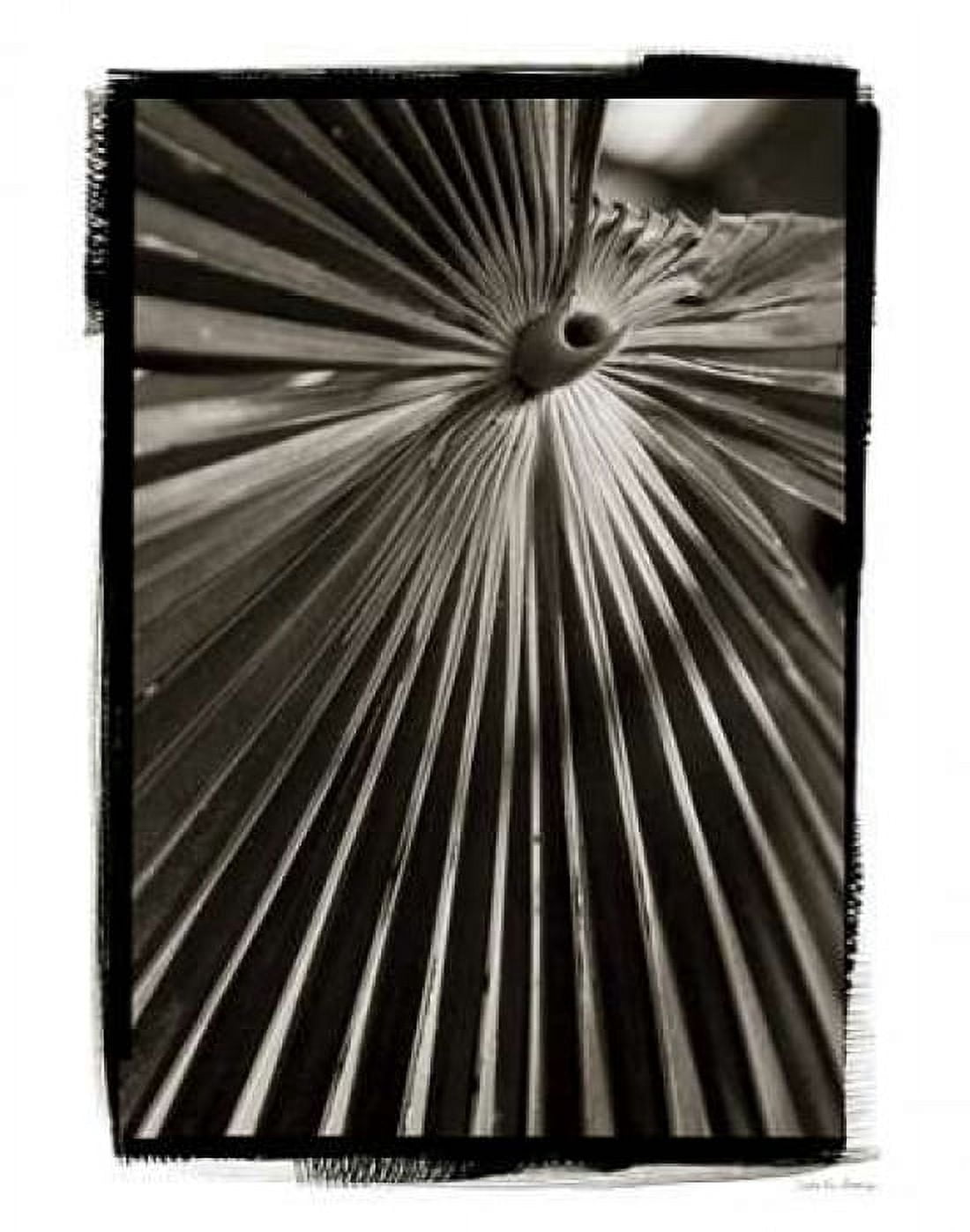 Palm Frond I Canvas Art - Van Swearingen Debra (22 x 28)