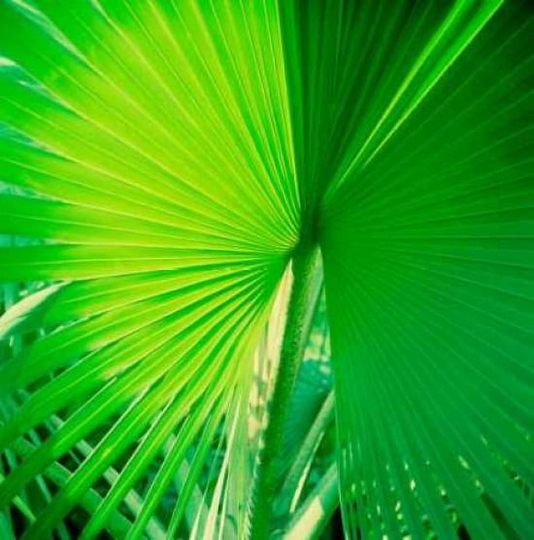Palm Frond II Canvas Art - Bob Stefko (24 x 24)