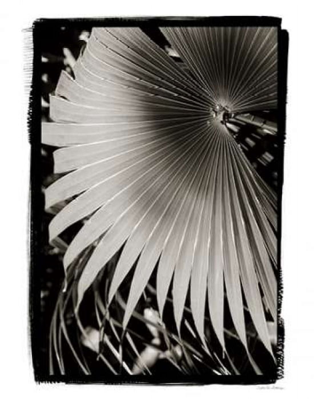 Palm Frond II v2 Canvas Art - Van Swearingen Debra (22 x 28)