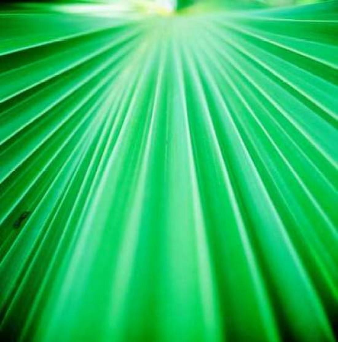 Palm Frond III Canvas Art - Bob Stefko (24 x 24)