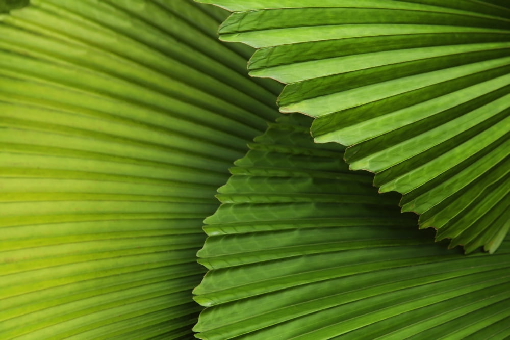 Palm Leaves And Fronds At The Singapore Zoo Singapore Canvas Art - Sean White Design Pics (19 x 12)