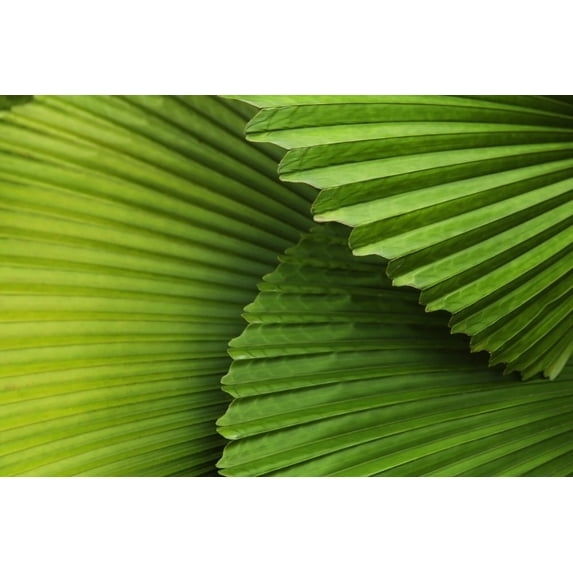 Palm Leaves And Fronds At The Singapore Zoo; Singapore Poster Print (19 x 12)