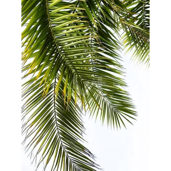Palm Leaves, Botanical Unframed Photographic Print Wall Art by Lexie Greer Sold by Art.Com