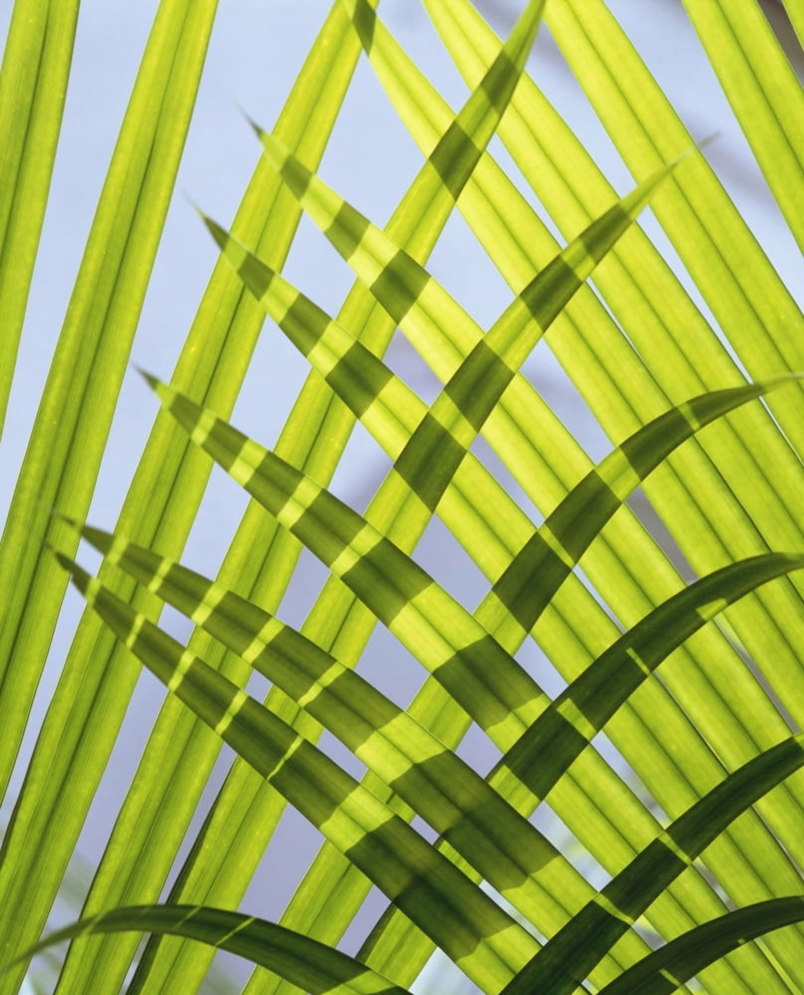 Palm Leaves Close Up Canvas Art - Alex Lay Design Pics (13 x 17)