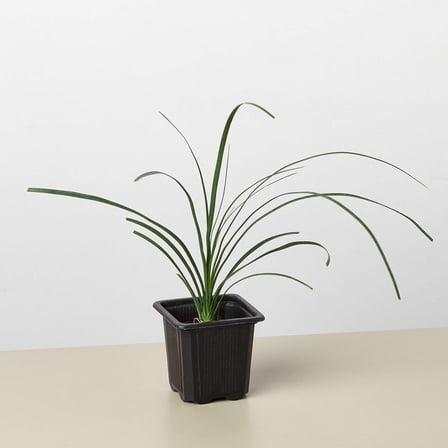 Palm Ponytail, 3" Pot, Indoor Houseplant, Easy Care, Live Plant for Indoor & Outdoor