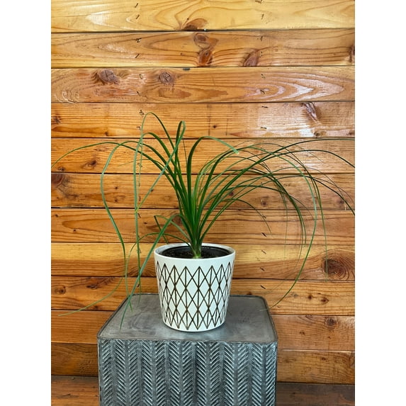 Palm Ponytail, 6" Plant, The Plant Farm