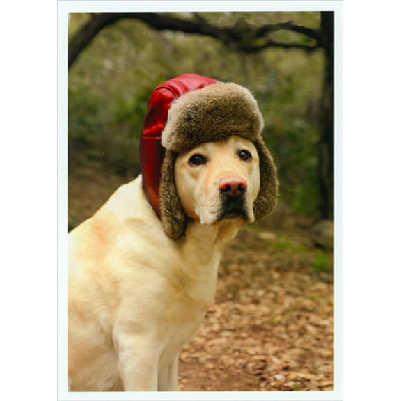 Palm Press Golden Labrador Wearing Red Hat Cute Box of 10 Christmas Cards